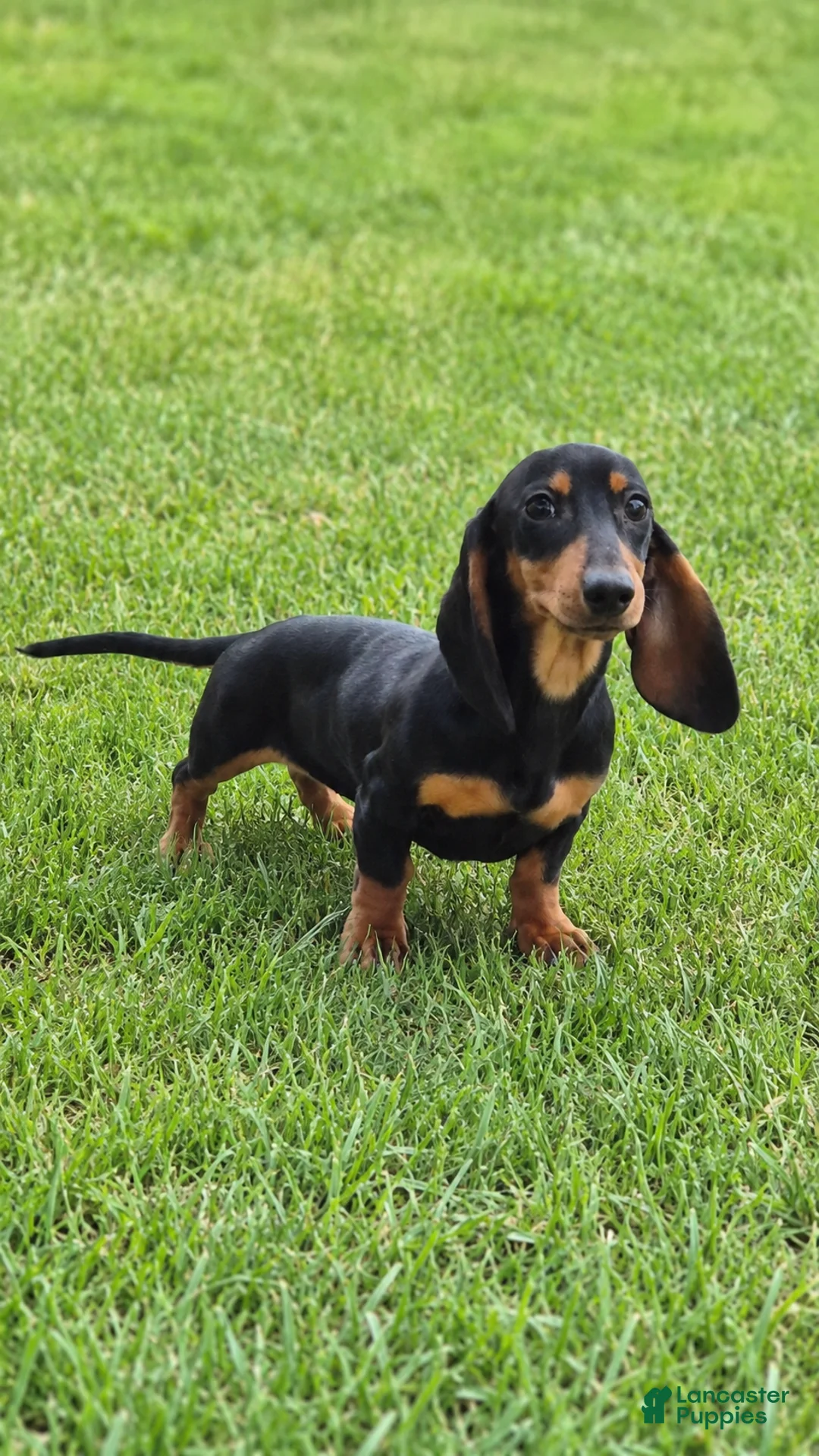 Miniature Dachshund dogs for sale: Abby - Ad 3