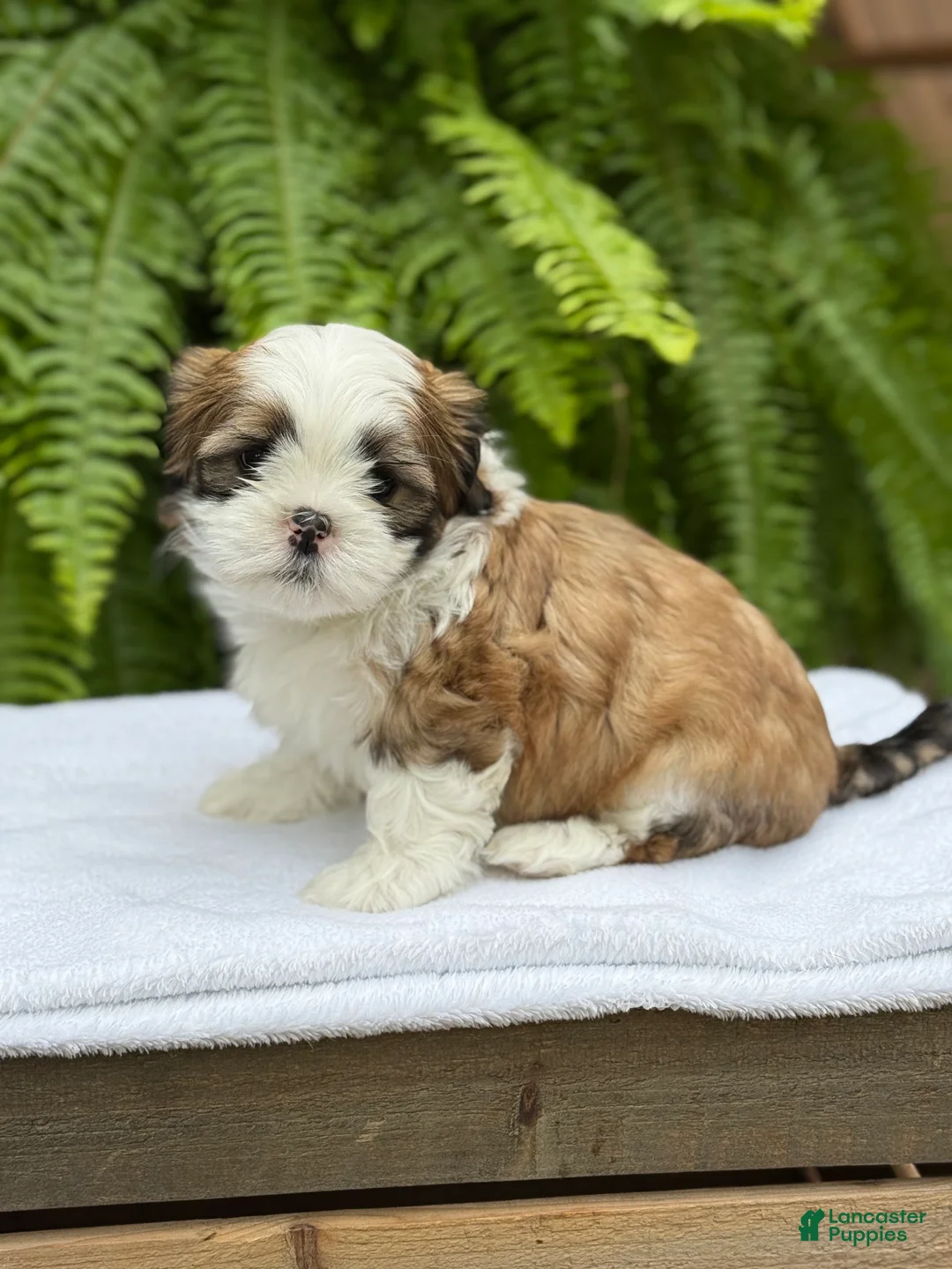 Teddy Bear dogs for sale: Root beer  - Ad 1