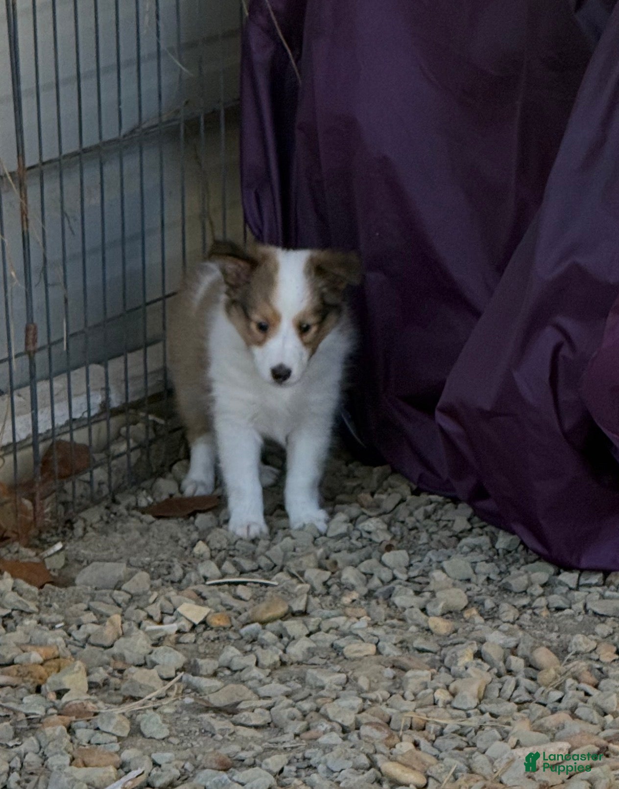 Shetland Sheepdog dogs for sale: Shetland Sheepdog 2 - Ad 2