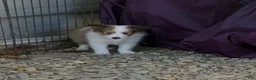 Shetland Sheepdog dogs for sale: Shetland Sheepdog 2 - Ad 2