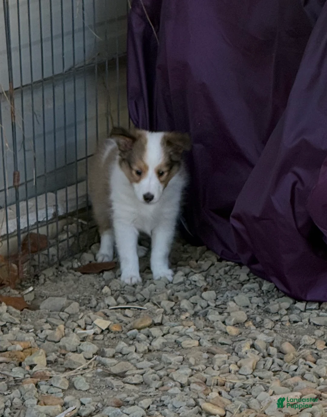 Shetland Sheepdog dogs for sale: Shetland Sheepdog 2 - Ad 2