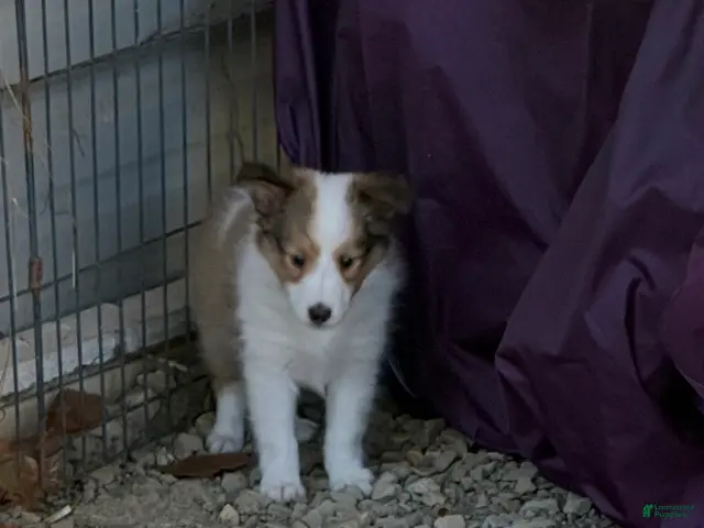 Shetland Sheepdog dogs for sale: Shetland Sheepdog 2 - Ad 2
