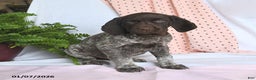 German Shorthaired Pointer dogs for sale: Arrow - Ad 3