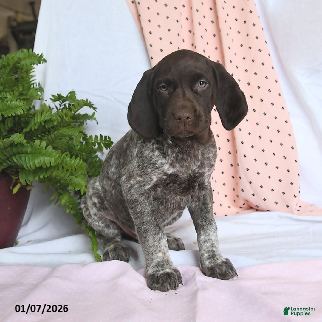 German Shorthaired Pointer dogs for sale: Arrow - Ad 3