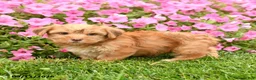 Yorkshire Terrier dogs for sale: Chelsey - Ad 4