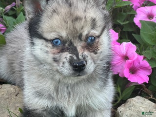 Mixed Breed dogs - Ad 19