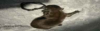 Black Collar