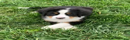 Bernese Mountain Dog dogs for sale: Arctic - Ad 6