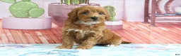 Mini Goldendoodle dogs for sale: Heidi - Ad 2