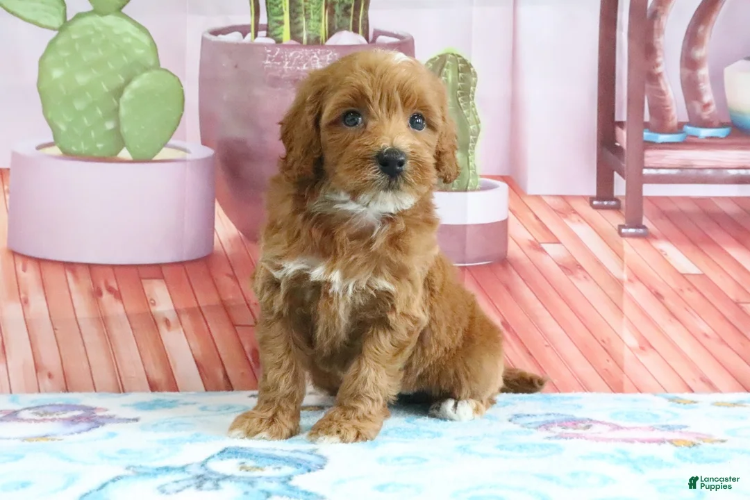 Mini Goldendoodle dogs for sale: Heidi - Ad 2