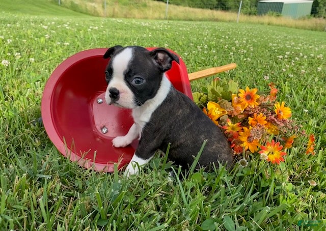 Boston Terrier dogs Thunder - Ad 2