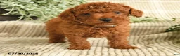 Miniature Poodle dogs for sale: Quinn - Ad 2