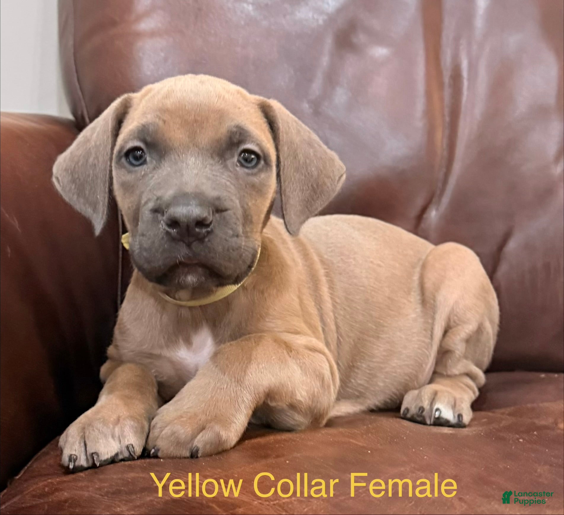 Cane Corso dogs Cane Corso F Puppy Yellow Collar  - Ad 1