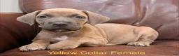 Cane Corso dogs for sale: Cane Corso F Puppy Yellow Collar  - Ad 1