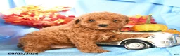 Toy Poodle dogs for sale: Denny - Ad 4