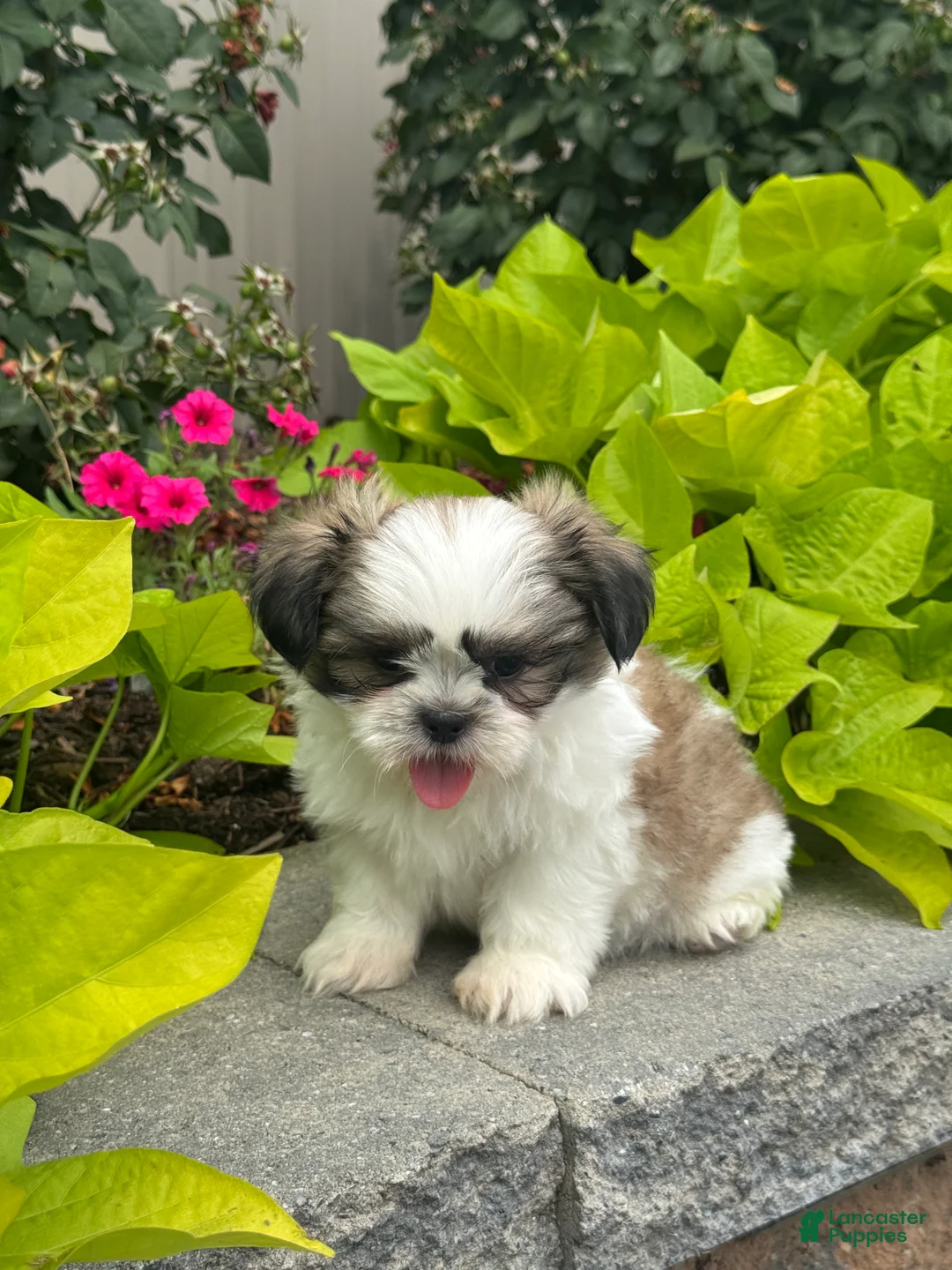 Shih Tzu dogs for sale: Smokey - Ad 5