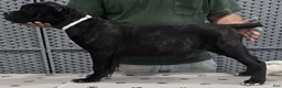 Cane Corso dogs for sale: White Girl - Ad 3