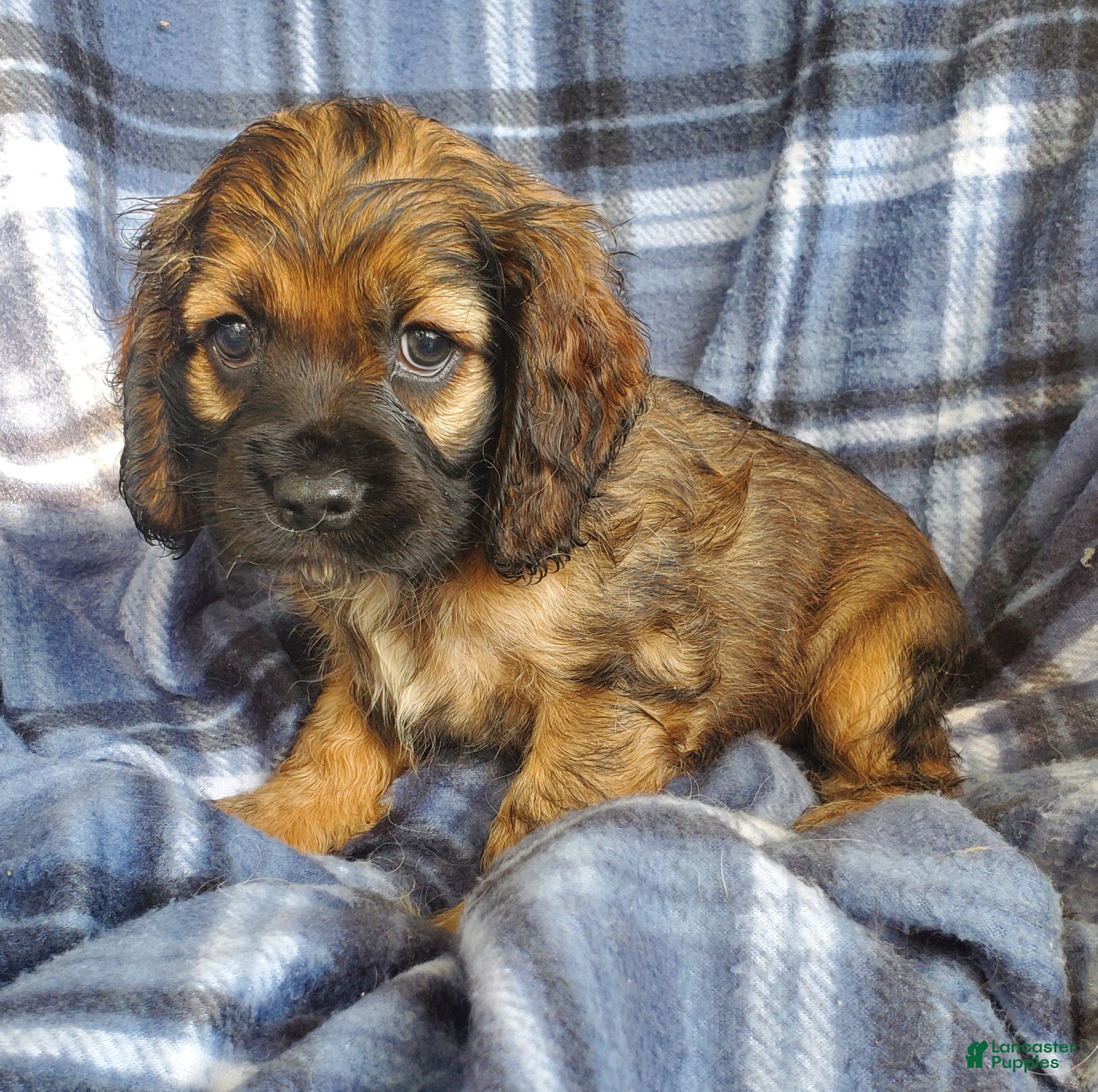 Cocker Spaniel dogs Millie - Ad 1