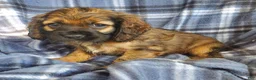 Cocker Spaniel dogs for sale: Millie - Ad 1