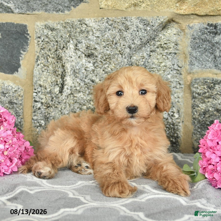 Maltipoo dogs Elmo  - Ad 2