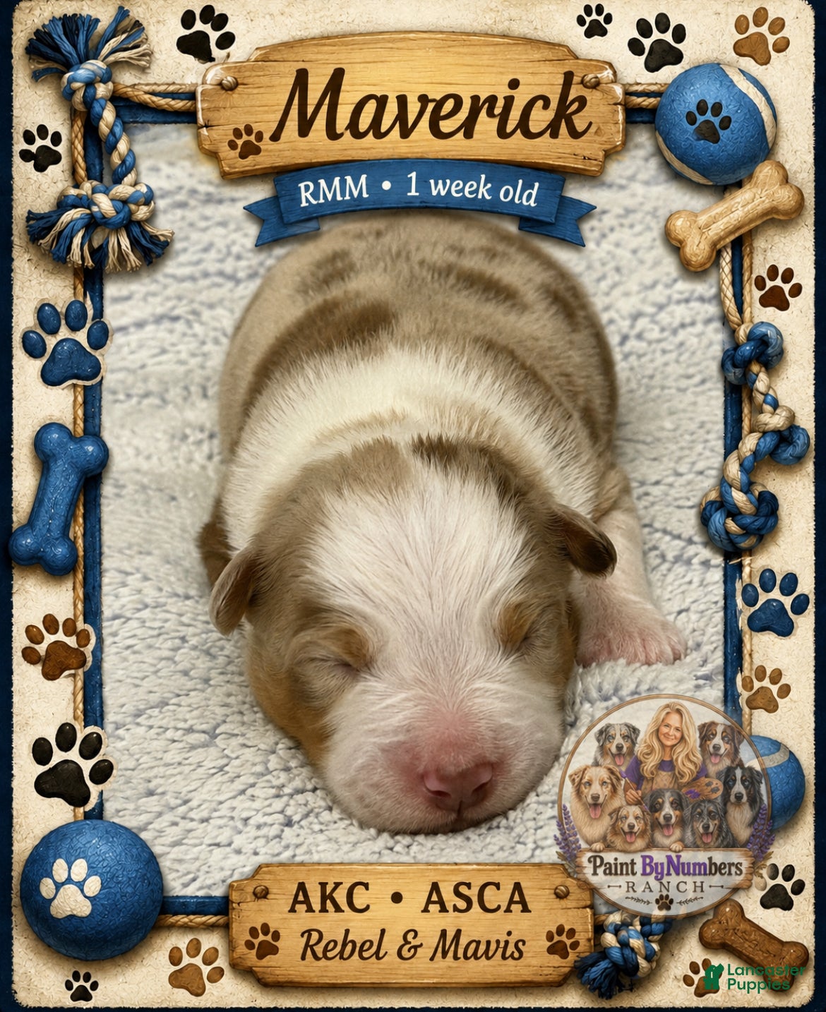 Australian Shepherd dogs for sale: Maverick. - Ad 1