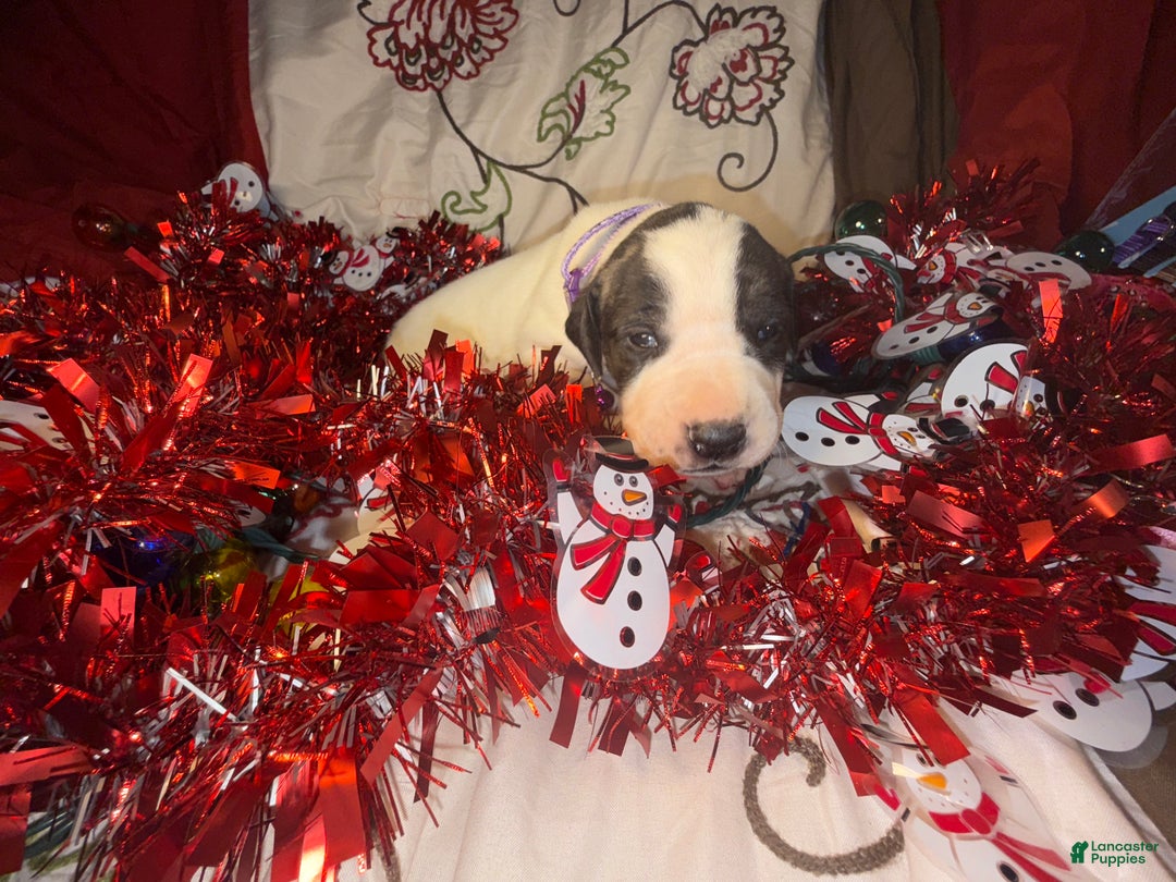 Great Dane dogs for sale: Vicky - Ad 9