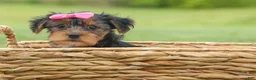 Yorkshire Terrier dogs for sale:  Betsy 🐶 - Ad 4