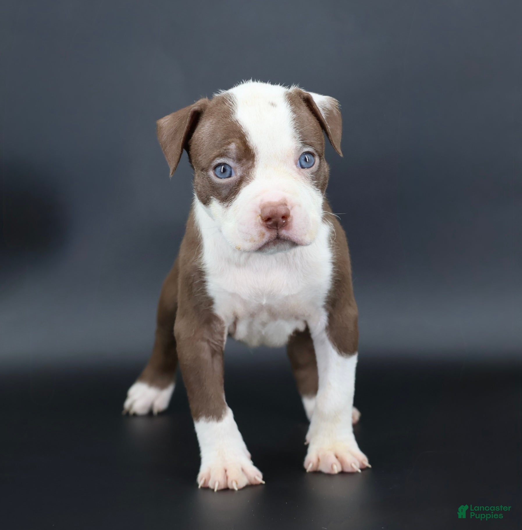 American Bully dogs Scarlet - Ad 42