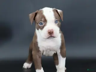 American Bully dogs Scarlet - Ad 42