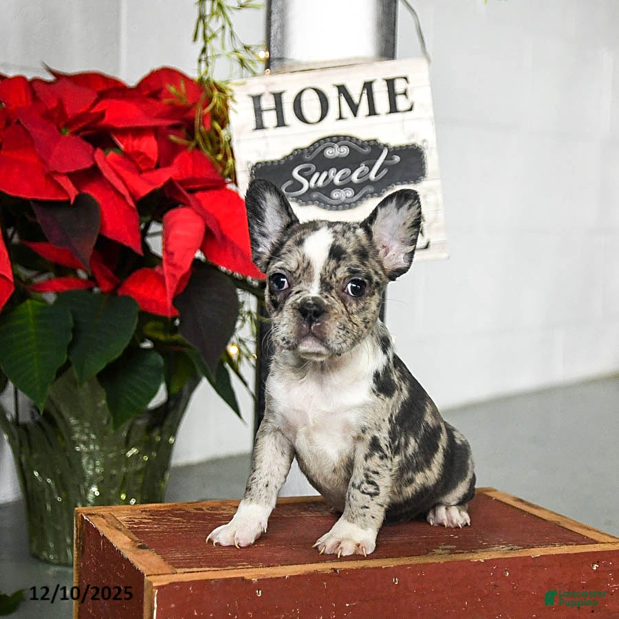 Frenchton dogs Dixie - Ad 40