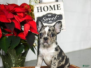 Frenchton dogs Dixie - Ad 38
