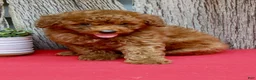 Miniature Poodle dogs for sale: Bentley - Ad 4