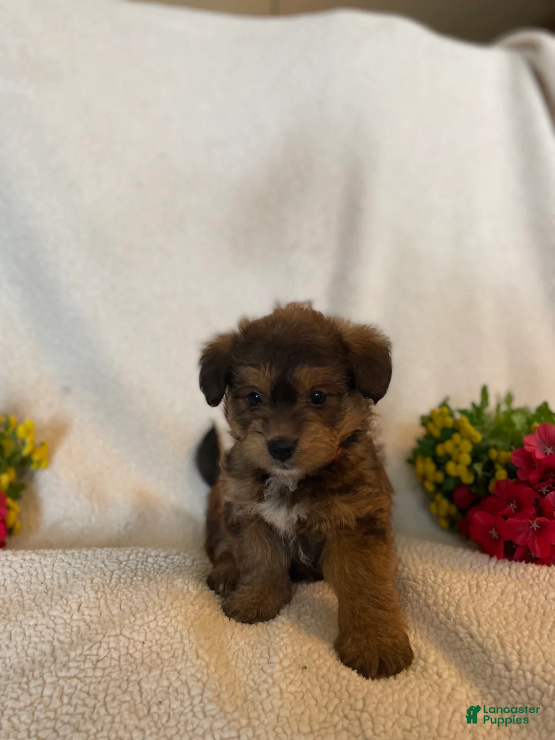 Corgipoo dogs for sale: Bert - Ad 2