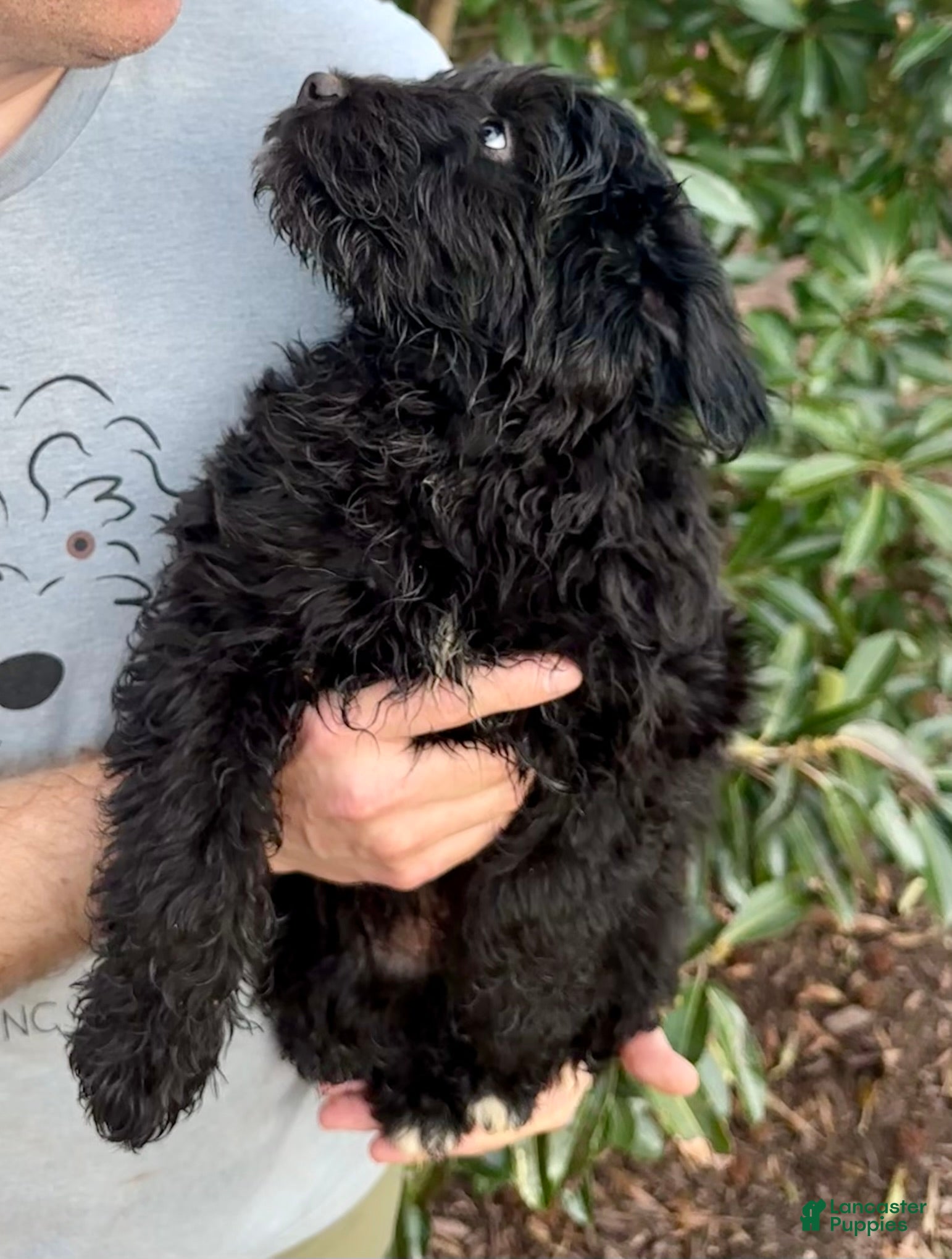 Aussiedoodle dogs Teddy - Ad 11