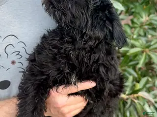 Aussiedoodle dogs Teddy - Ad 11
