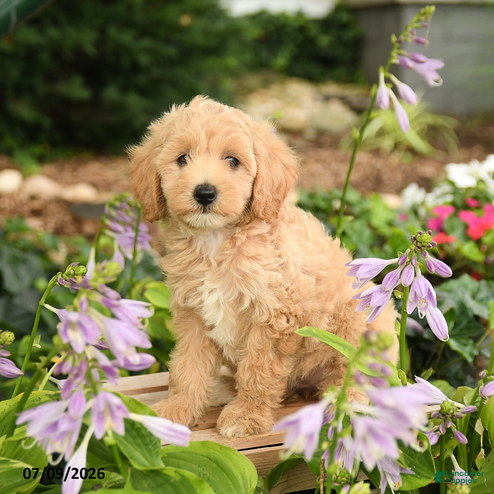 Maltipoo dogs for sale: Daisy - Ad 2