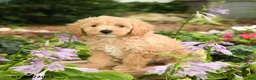Maltipoo dogs for sale: Daisy - Ad 1