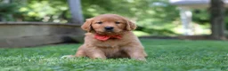 Golden Retriever dogs for sale: Scout - Ad 3
