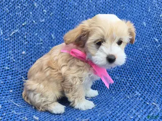 Shorkie dogs Beth - Ad 19