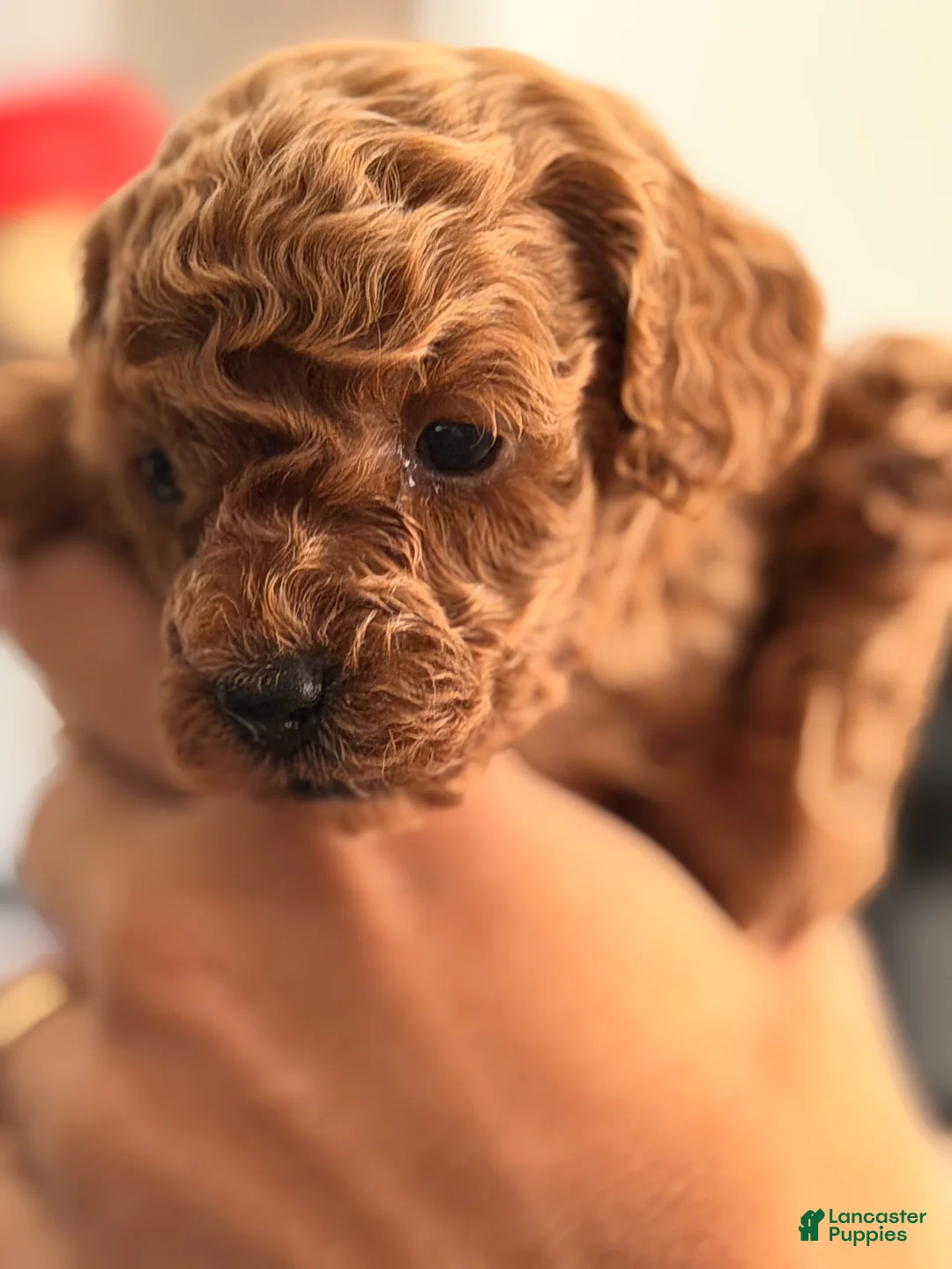 Toy Poodle dogs for sale: Peach - Ad 1