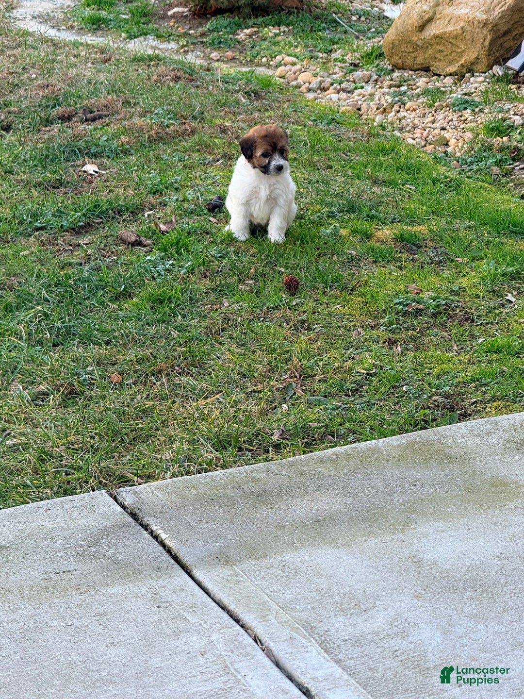 Pomapoo dogs for sale: Brooklyn - Ad 2