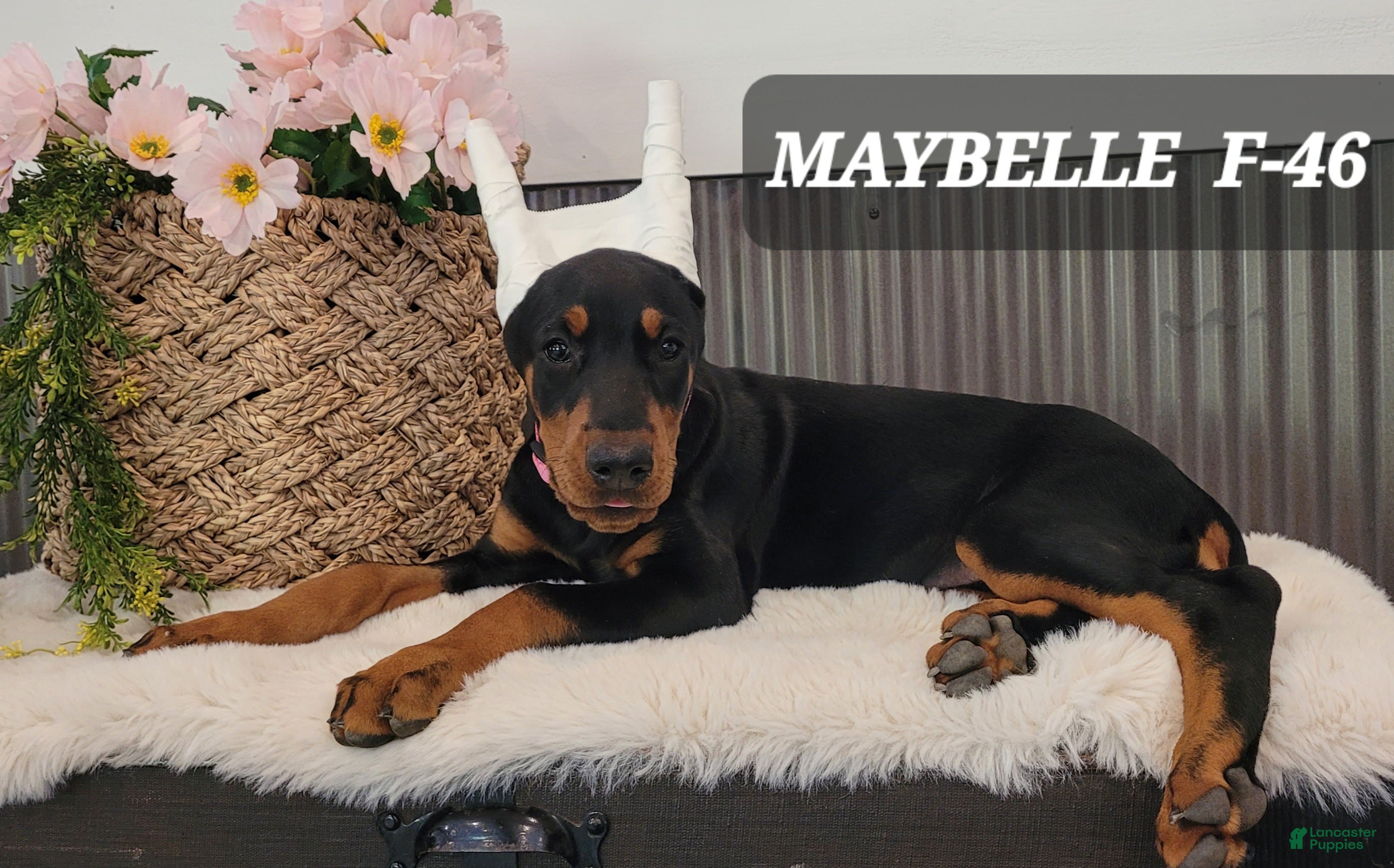 Doberman Pinscher dogs MAYBELLE - Ad 30