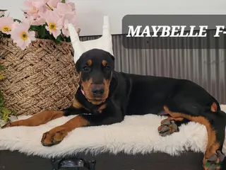 Doberman Pinscher dogs MAYBELLE - Ad 30