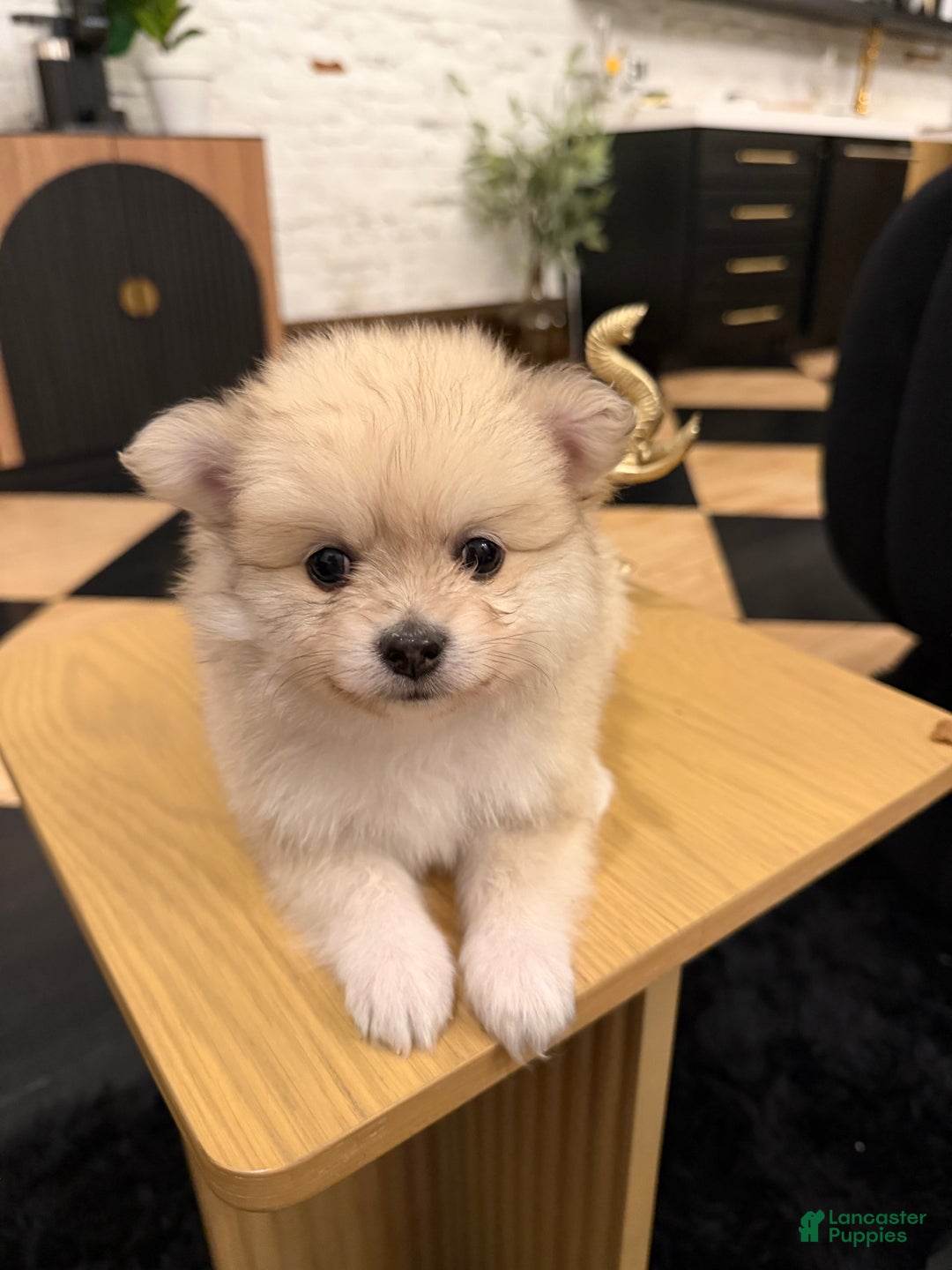 Pomeranian dogs for sale: Maxamillion  - Ad 2