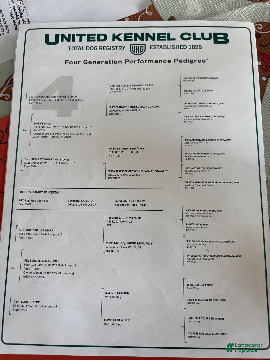 American Bully dogs for sale: Milli - Ad 6