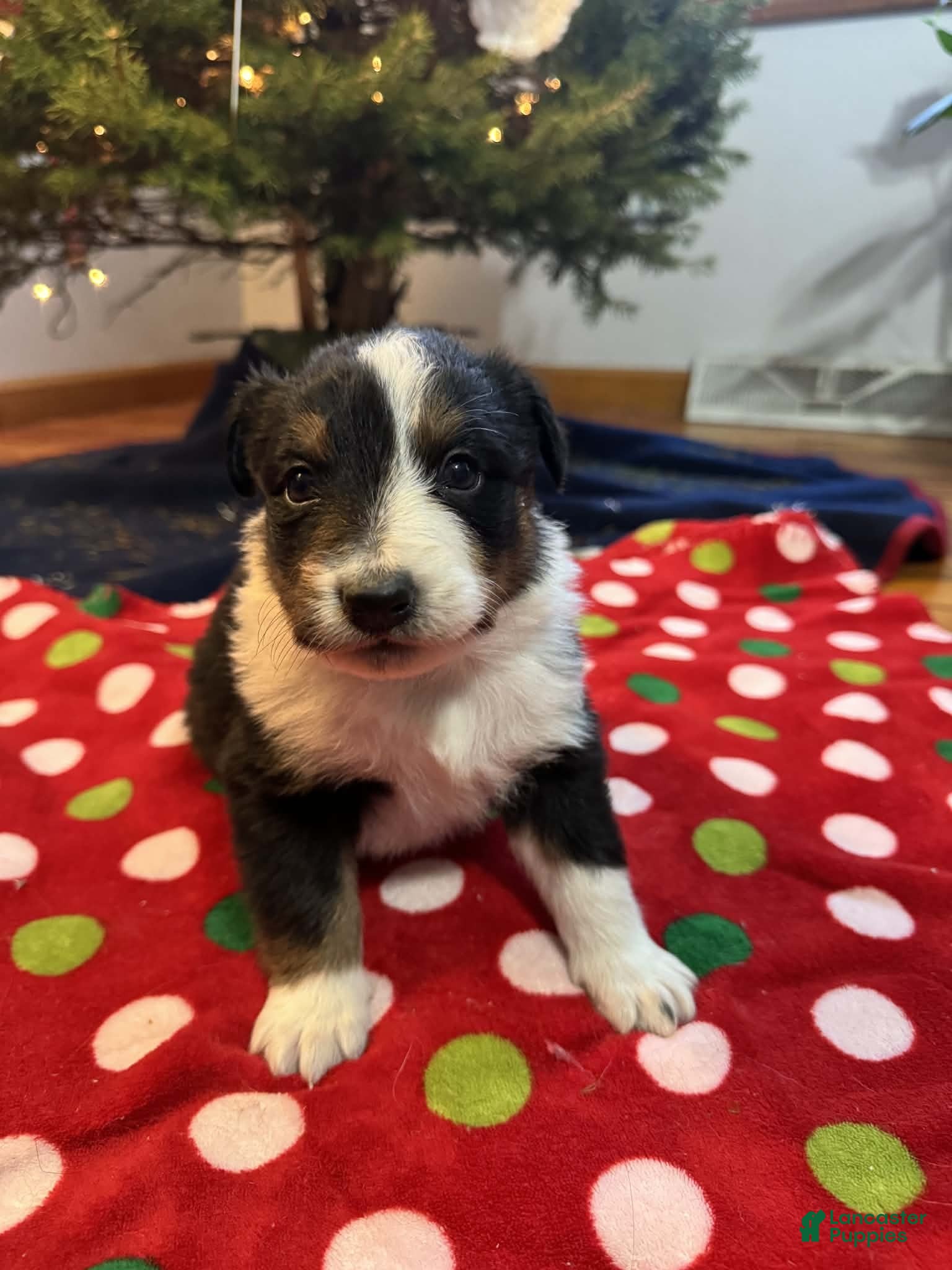 Australian Shepherd dogs Polar - Ad 10