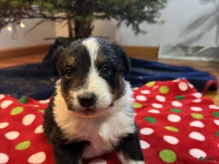Australian Shepherd dogs Polar - Ad 8