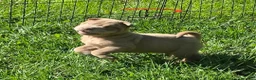 Shar Pei dogs for sale: Lyla - Ad 23