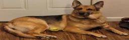 German Shepherd dogs for sale: German Shepherd 2 - Ad 6