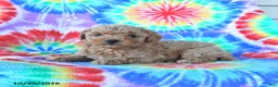 Mini Goldendoodle dogs for sale: Charlie - Ad 4